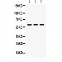 Lumican  Antibody