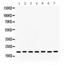 Lysozyme  Antibody