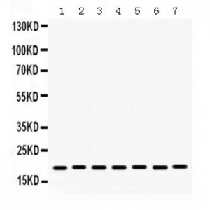 Lysozyme  Antibody