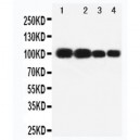 MAG Antibody