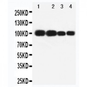 MAG Antibody