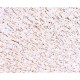 MAP1 Antibody (monoclonal)