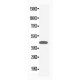 MAPK1/3 Antibody