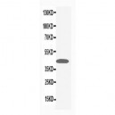MAPK1/3 Antibody