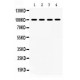 MAPK6  Antibody