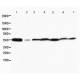 MAPK8/9 Antibody