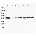 MAPK8/9 Antibody