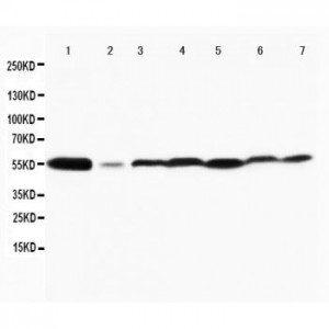 MAPK8/9 Antibody