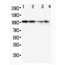 MCM2 Antibody