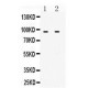 MCM3 Antibody