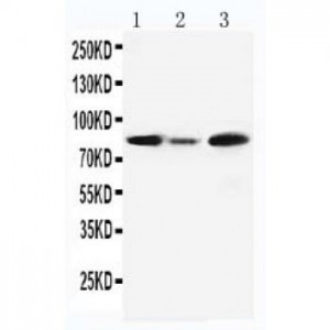 MCM5 Antibody