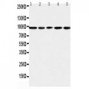 MCM6 Antibody