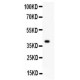 MCM7  Antibody