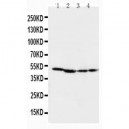 MEK1 Antibody