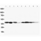 MEK3 Antibody