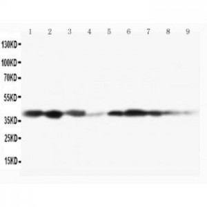 MEK3 Antibody