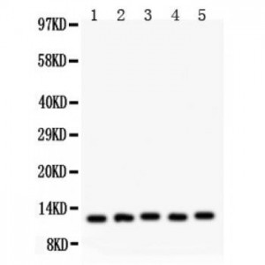 MIF  Antibody