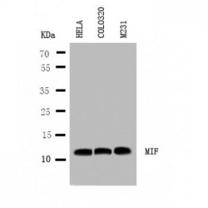 MIF Antibody