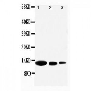 MIG Antibody