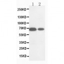 MMP16 Antibody