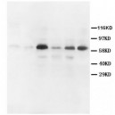 MMP2 Antibody