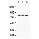 MNAT1  Antibody