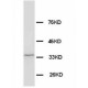 Morg1 Antibody