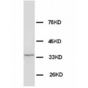 Morg1 Antibody