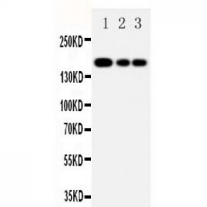 MRP1 Antibody