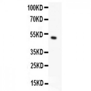 MSK1  Antibody