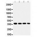 MTCO1 Antibody