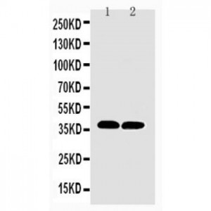 MTCO1 Antibody