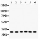 mtTFA  Antibody