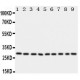 mtTFA Antibody