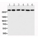 Mucin 5AC Antibody