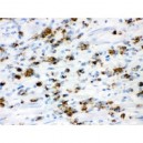 Mucin Gastric Antibody (monoclonal)