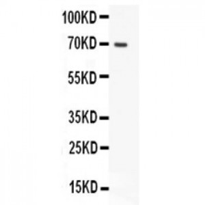 Mucin-5AC  Antibody