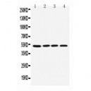 muscarinic Acetylcholine Receptor 1 Antibody