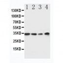 MyD88 Antibody