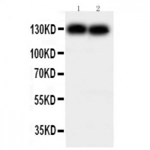 N Cadherin Antibody