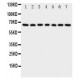 NADPH oxidase 4 Antibody