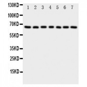 NADPH oxidase 4 Antibody