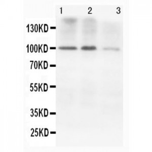 N-Cadherin Antibody (monoclonal)