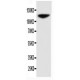 NCAM Antibody