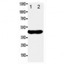 NDRG1 Antibody