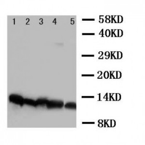 NDUFA1 Antibody