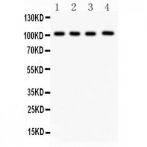 Neuropilin 1  Antibody