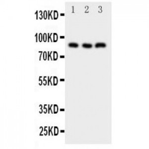 NFAT1 Antibody