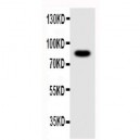 NLRP4G Antibody