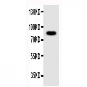 NLRP4G Antibody